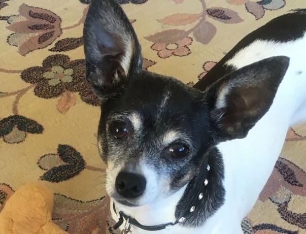 Pic of the Litter: Lucy